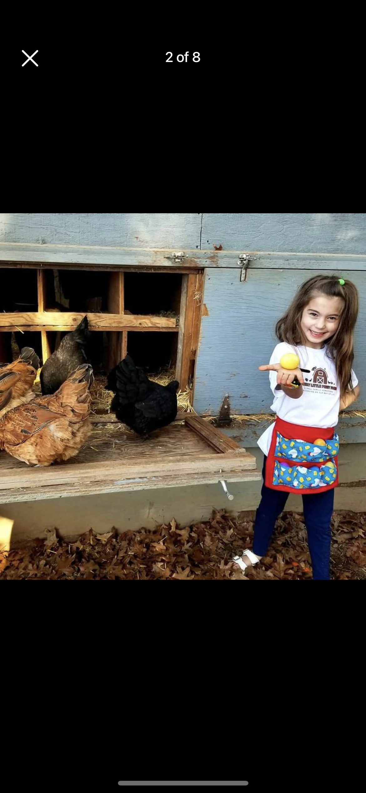 Egg Collecting Apron, Half Body, Bright Rooster Print - Deer Park, NY - The  Barn Pet Feed & Supplies